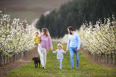 Front view of family with two small children and dog walking outdoors in orchard in spring.の写真素材