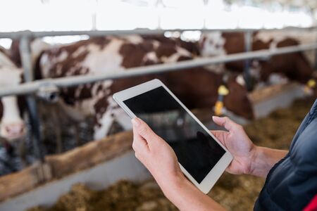 Midsection of manager with tablet standing on diary farm, agriculture industry.の写真素材