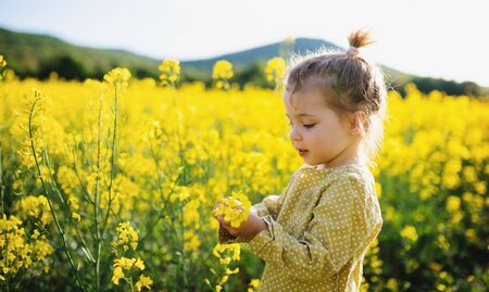 Side view of happy small toddler girl standing in nature in rapeseed field.の写真素材