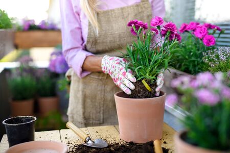 Unrecognizable senior woman gardening on balcony in summer, planting flowers.の写真素材