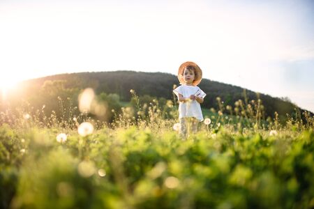 Small toddler girl standing on meadow outdoors in summer. Copy space.の写真素材