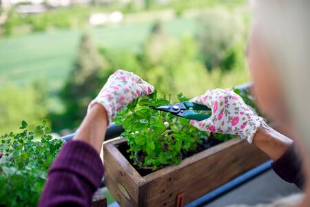Unrecognizable woman gardening on balcony in summer, cutting herbs.の写真素材