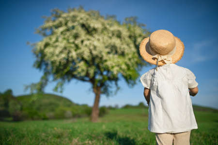 Rear view of small toddler girl walking on meadow outdoors in summer.の写真素材