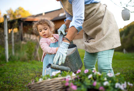 Senior grandmother with small granddaughter gardening outdoors in summer.