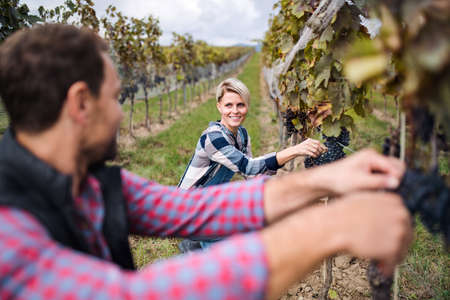 Man and woman collecting grapes in vineyard in autumn, harvest concept.の写真素材