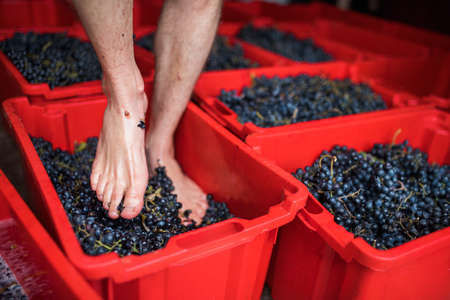Barefoot man walking on grapes in box, traditional grape treading concept.の写真素材