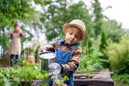 Small boy watering vegetables on farm, gardening and growing organic vegetables.の写真素材