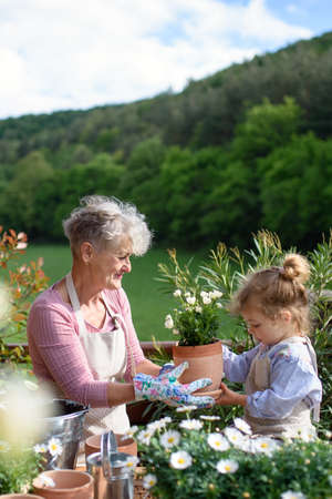 Senior grandmother with small granddaughter gardening on balcony in summer.の写真素材