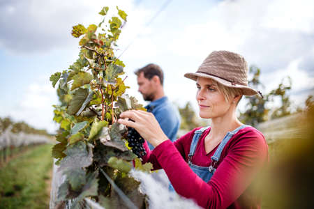 Man and woman collecting grapes in vineyard in autumn, harvest concept.の写真素材