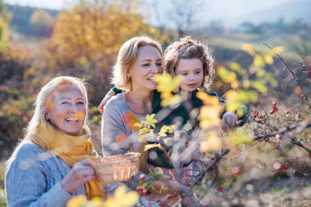 Small girl with mother and grandmother collecting rosehip fruit in autumn nature.の写真素材