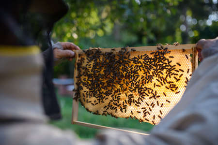 Man beekeeper holding honeycomb frame full of bees in apiary.の写真素材