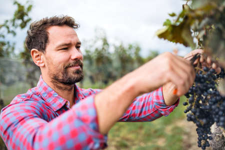 Man worker collecting grapes in vineyard in autumn, harvest concept.の写真素材