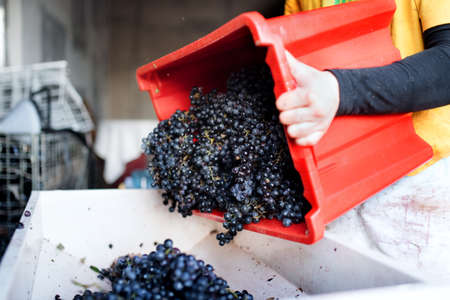 Unrecognizable woman collecting grapes in vineyard in autumn, harvest concept.