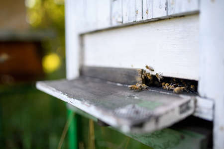 Close-up of wooden beehive and flying bees.