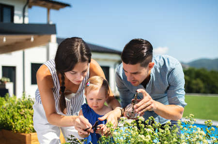 Young family with small daughter outdoors in backyard garden, spraying plants.の写真素材