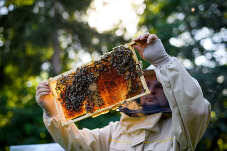 Portrait of man beekeeper holding honeycomb frame full of bees in apiary.