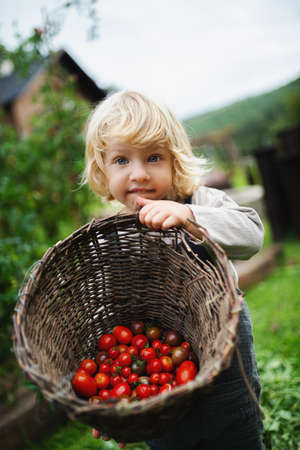 Small boy collecting cherry tomatoes outdoors in garden, sustainable lifestyle concept.の写真素材