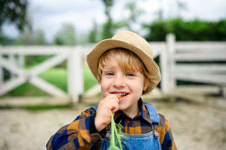 Small boy eating carrot on farm, growing organic vegetables concept.の写真素材