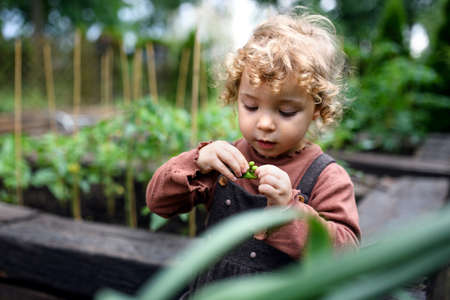 Small girl eating peas on farm, growing organic vegetables concept.の写真素材