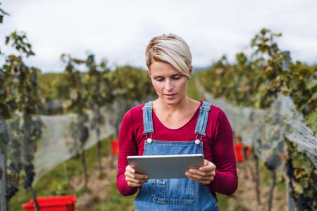 Portrait of woman holding tablet in vineyard in autumn, harvest concept.