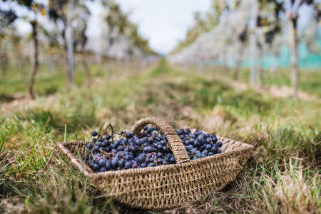 Basket with grapes in vineyard, grape harvest concept.の写真素材