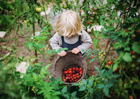 Small boy collecting cherry tomatoes outdoors in garden, sustainable lifestyle concept.の写真素材