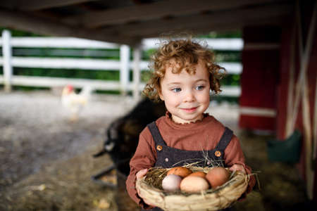 Portrait of small girl standing on farm, holding basket with eggs.の写真素材