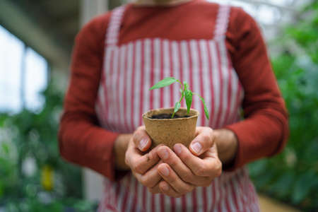 Unrecognizable man gardener working in greenhouse, holding plant.の写真素材