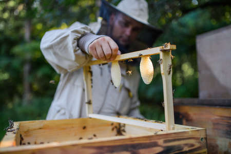 Portrait of man beekeeper holding new honeycomb frame in apiary.