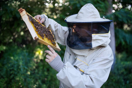 Portrait of man beekeeper holding honeycomb frame full of bees in apiary.の写真素材