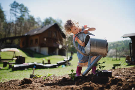 Small girl watering outdoors in garden, sustainable lifestyle concept.の写真素材