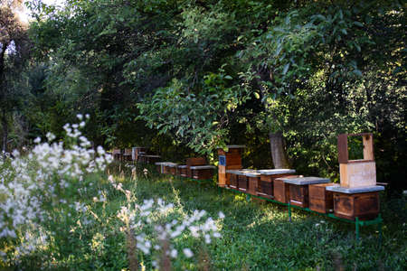 Wooden beehives under trees in the apiary.