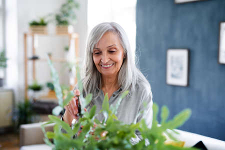 Portrait of senior woman spraying plants with water, at home, relaxing.