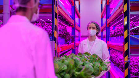 Workers with face mask on aquaponic farm, sustainable business and coronavirus.の写真素材