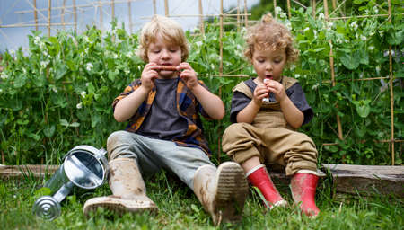 Portrait of two small children in vegetable garden, sustainable lifestyle.の写真素材