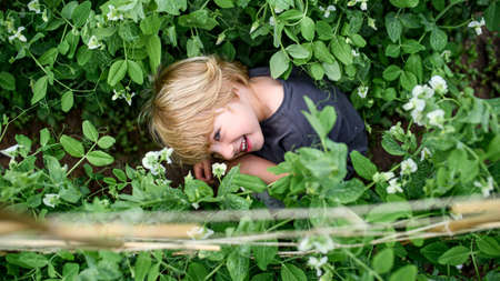 Top view of small boy hiding in vegetable garden, sustainable lifestyle.の写真素材