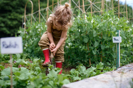 Portrait of small girl working in vegetable garden, sustainable lifestyle.の写真素材