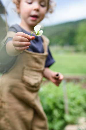 Portrait of small girl playing in vegetable garden, sustainable lifestyle.の写真素材