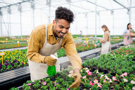 Young african-american man working in greenhouse in garden center.の写真素材