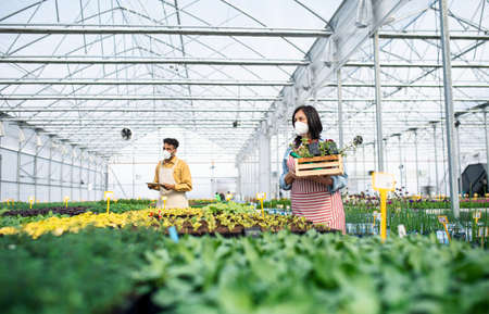 People working in greenhouse in garden centerの写真素材