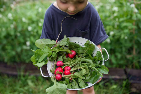 Top view of small girl carrying radishes in vegetable garden, sustainable lifestyle.の写真素材