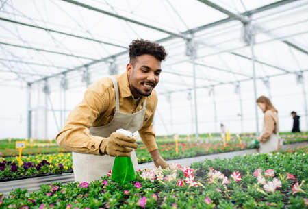 Young african-american man working in greenhouse in garden center.の写真素材