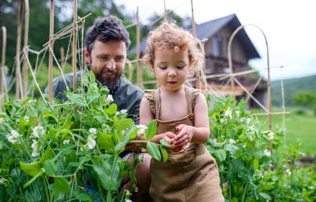 Small girl with father working in vegetable garden, sustainable lifestyle.の写真素材
