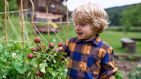 Small boy holding radishes in vegetable garden, sustainable lifestyle.の写真素材