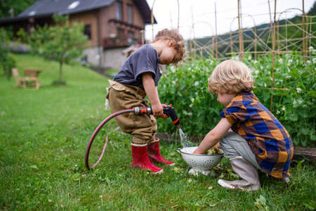 Two small children in vegetable garden, sustainable lifestyle.の写真素材