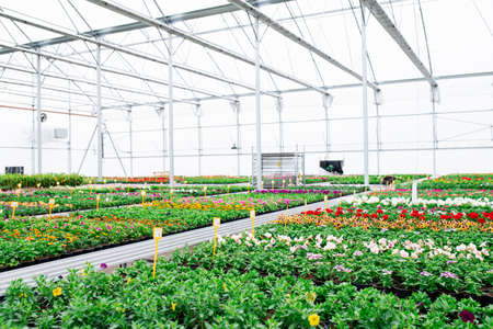 Various potted plants and flowers in greenhouse in garden center, small business.