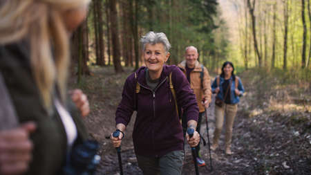 Group of seniors hikers outdoors in forest in nature, walking.の写真素材