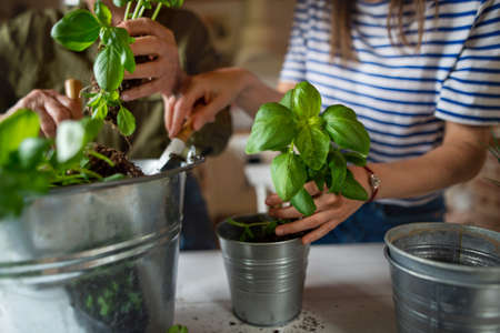 Top view of unrecognizable senior mother with adult daughter indoors at home, planting herbs.の写真素材