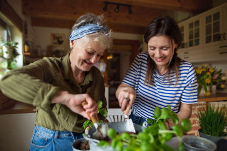 Happy senior mother with adult daughter indoors at home, planting herbs.の写真素材