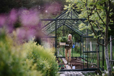 Senior gardener woman carrying crate with plants in greenhouse at garden.の写真素材